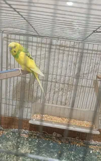 مرغ عشق نر بالغ
