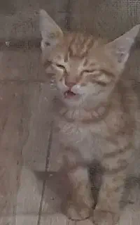 واگذاری رایگان سه تا بچه گربه