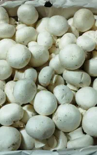 برداشت قارچ