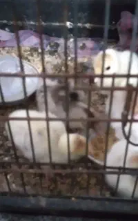 بوقلمون بوربون