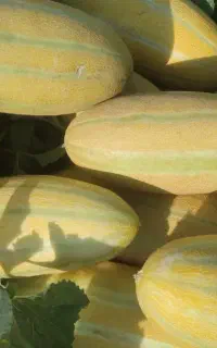 خربزه شیرین چین اول