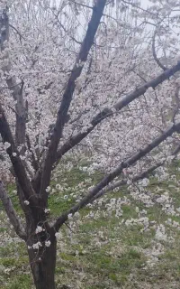 باغبان