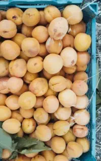 زردالو