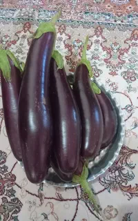بادمجان محلی