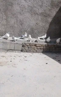 کبوتر سفید
