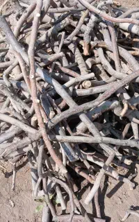 خرید چوب و کنده بُری درخت پسته