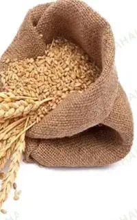 فروش گندم سیروان