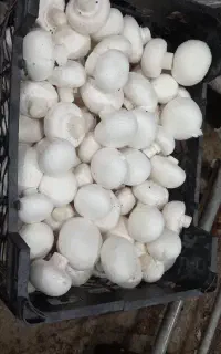 قارچ درجه ۱