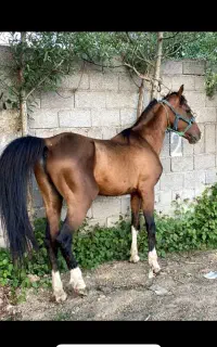 اسب نریان دره شوری ۸ ساله سواری