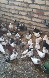 کفتر نر ماده   ۸۰ عدد   یکجا یکجا