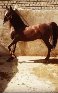اسب مادیان شش دنگ