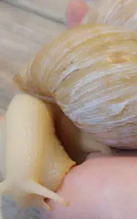 حلزون آچاتینا