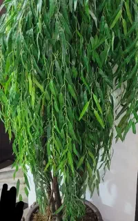 درخت بید مصنوعی