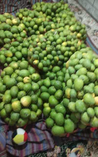 سلام دوستان ابنه درشت گوشتی قصرقند بار جدید رسید