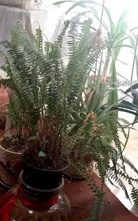 گل طبیعی