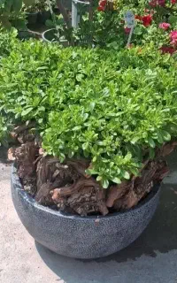 بنسای میخک و جنسینگ