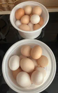 تخم مرغ خانگی