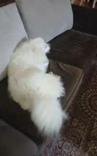 سگ تربیت شده