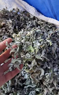 پونه
