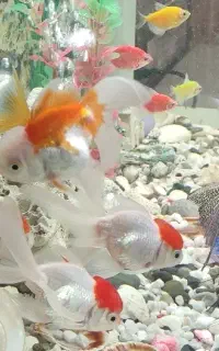 ماهی آکواریومی