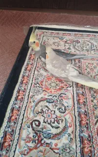 عروس هلندی