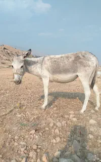 الاغ باری
