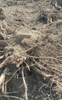 ریشه درخت، چوب