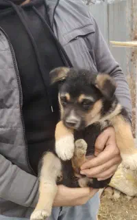 توله سگ ژرمن اصیل