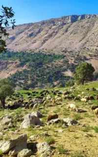 نیازمند چوپان
