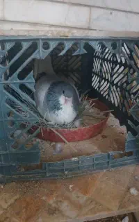 فروش بدرنگ چپ
