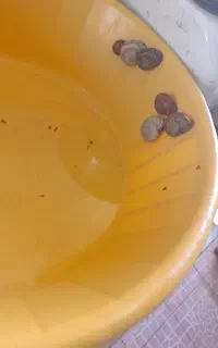 حلزون درمانی