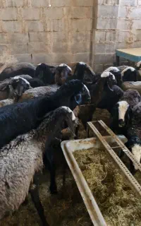 فروش گوسفند شال