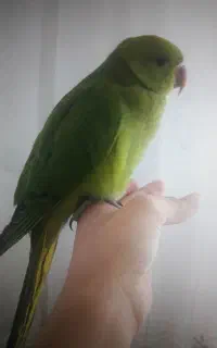 گمشده
