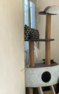 خانه درختی گربه