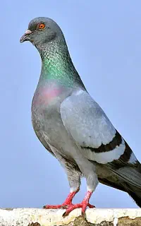کبوتر گمشده