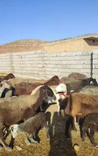 120 راس میش و بره افشاری اصل جنس و گله داری جفت 95