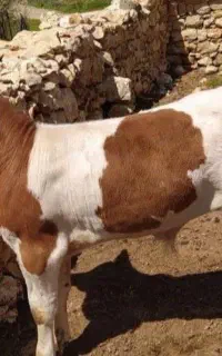 فروش گوساله های پرواری