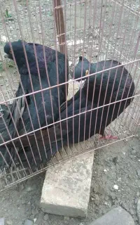فروش جفت کبوتر زاغ ۴۰سانتی