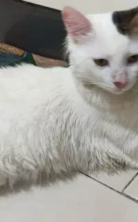 گربه نژاد دار خانگی