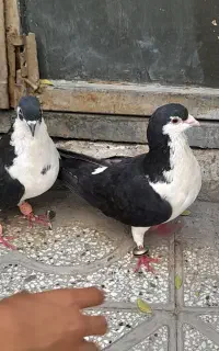 کبوتر