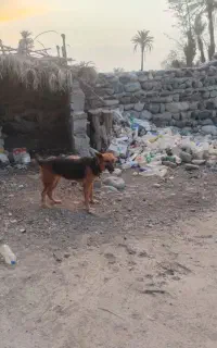 سگ. ژرمن