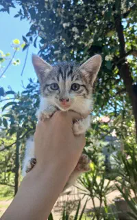 یک گربه سالم خوش رنگ