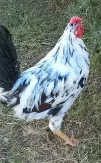 تخم مرغ نطفه دار گلین