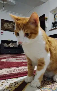 واگذاری گربه