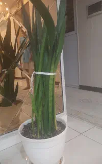 دوتا گل سانسوریا