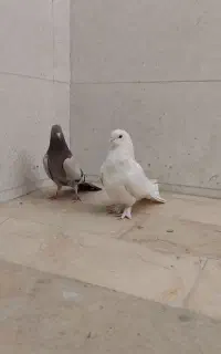 ماده پر