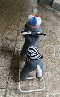 سگ اسباب بازی کریری