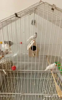 یه جفت فنچ با چهار جوجه و چهار تخم