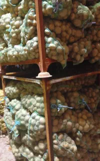 سیب بذری