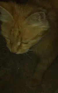 واگذاری بچه گربه پرشین